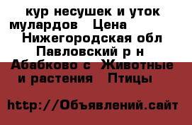кур несушек и уток мулардов › Цена ­ 400-450 - Нижегородская обл., Павловский р-н, Абабково с. Животные и растения » Птицы   